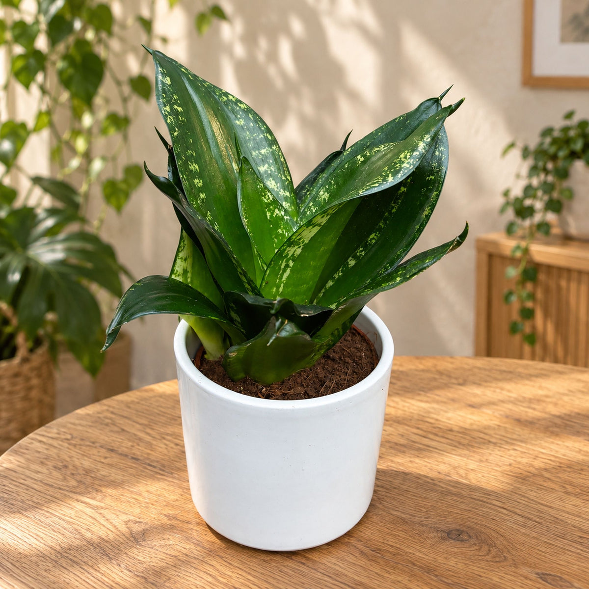 Sansevieria Silver Flame (Whitney, rebordo branco)