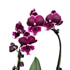 Phalaenopsis New Pearl (big lip)