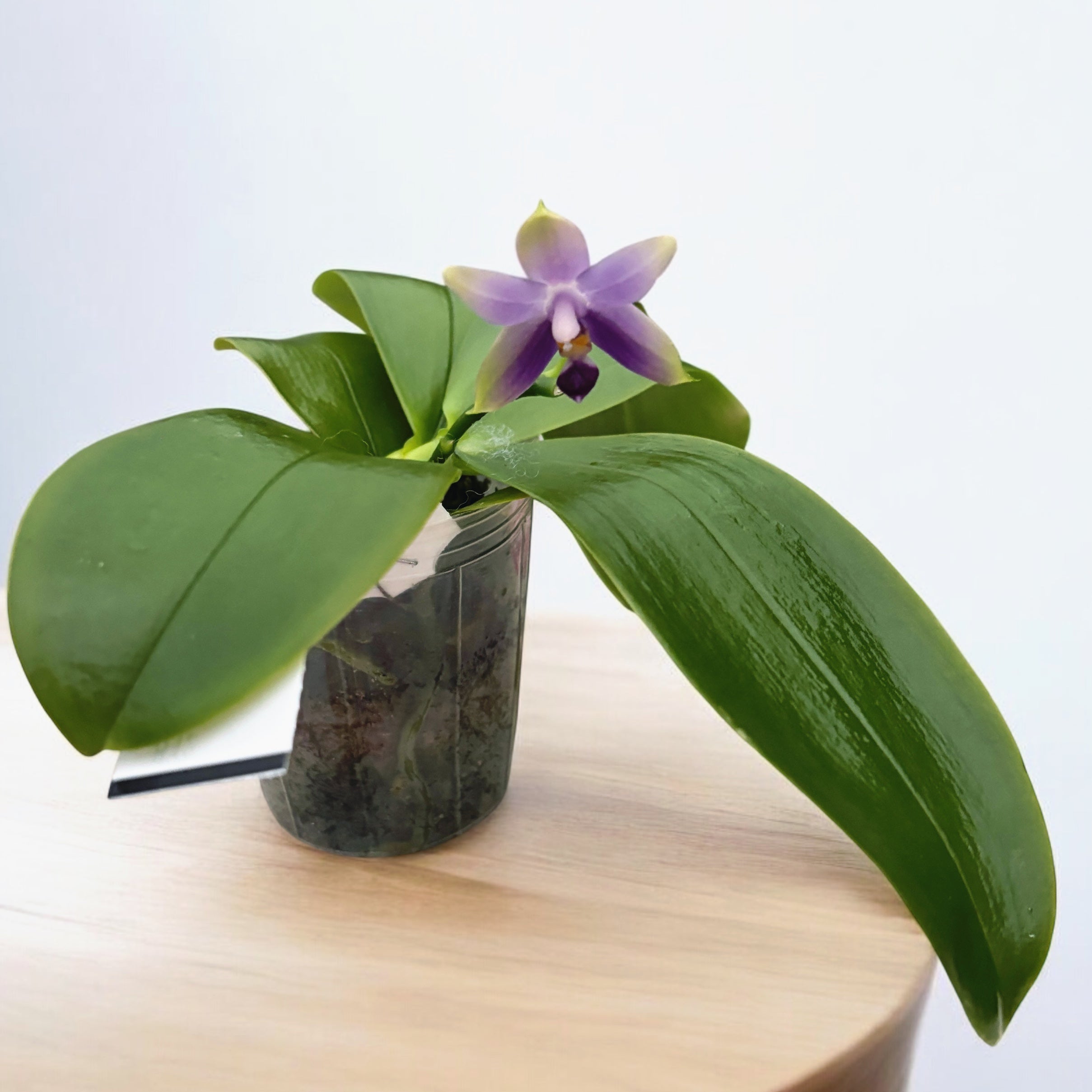 Phalaenopsis violacea var. coerulea - intensiv duftende Blüten