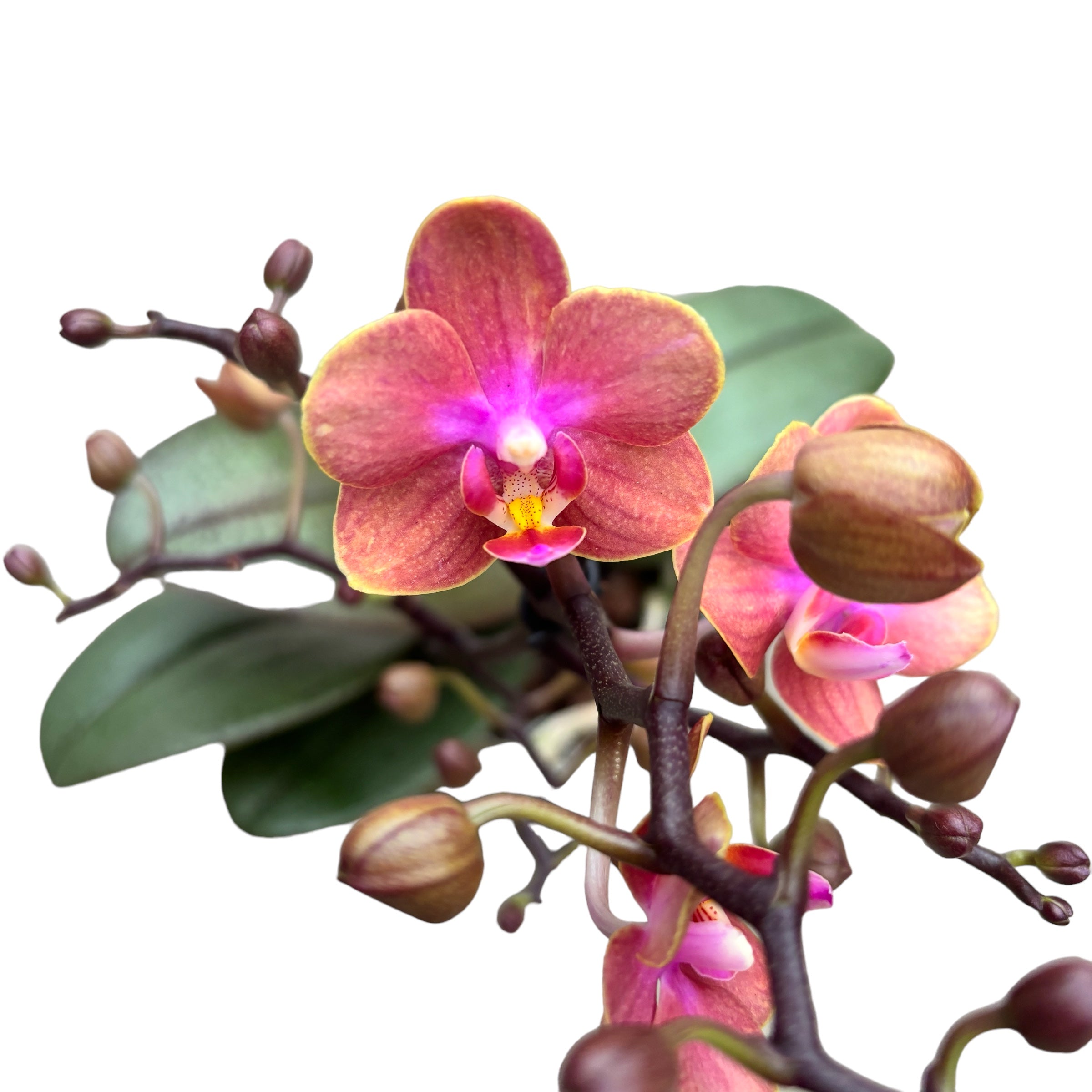 Phalaenopsis Dusty Belle D12 profumata