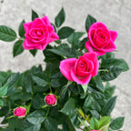 Trandafiri pitici Rosa Kordana® Classic Amica 3-4 plante/ghiveci