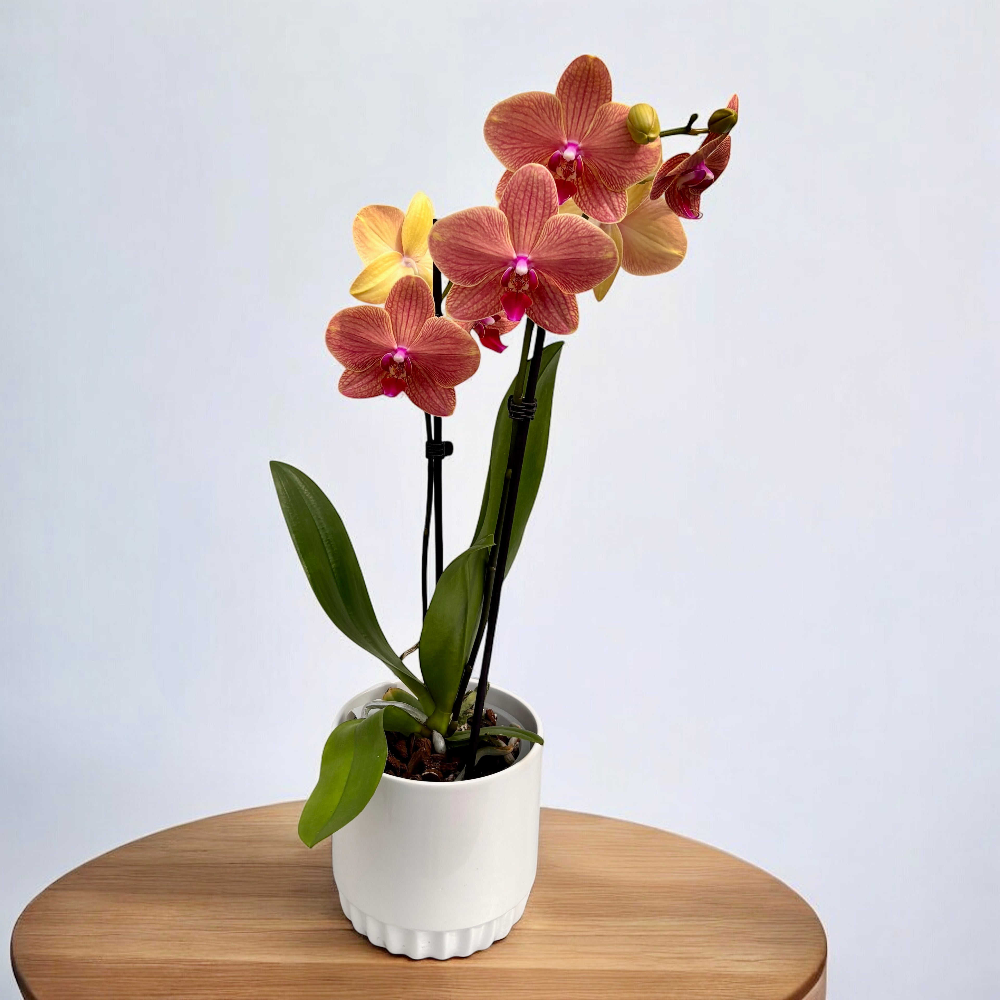 Phalaenopsis Apple Pie