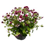 Muscate antitantari - Pelargoniji Angel Eva
