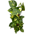 Epipremnum aureum 'Golden' H70 cm 5pp