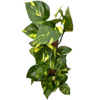 Epipremnum aureum 'Golden' H70 cm 5pp