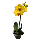 Phalaenopsis OX Golden Lottery