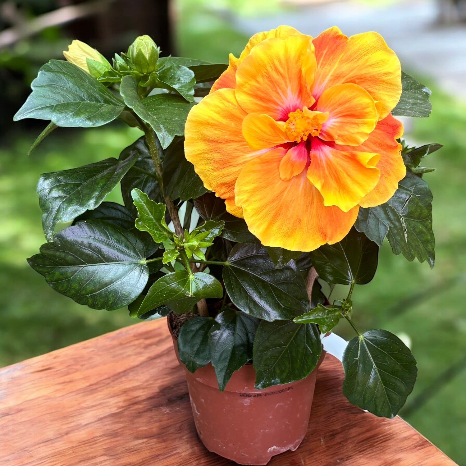 Hibiscus Long Life 'Apollo Double' - trandafir japonez cu flori duble (2-3 plante/ghiveci)