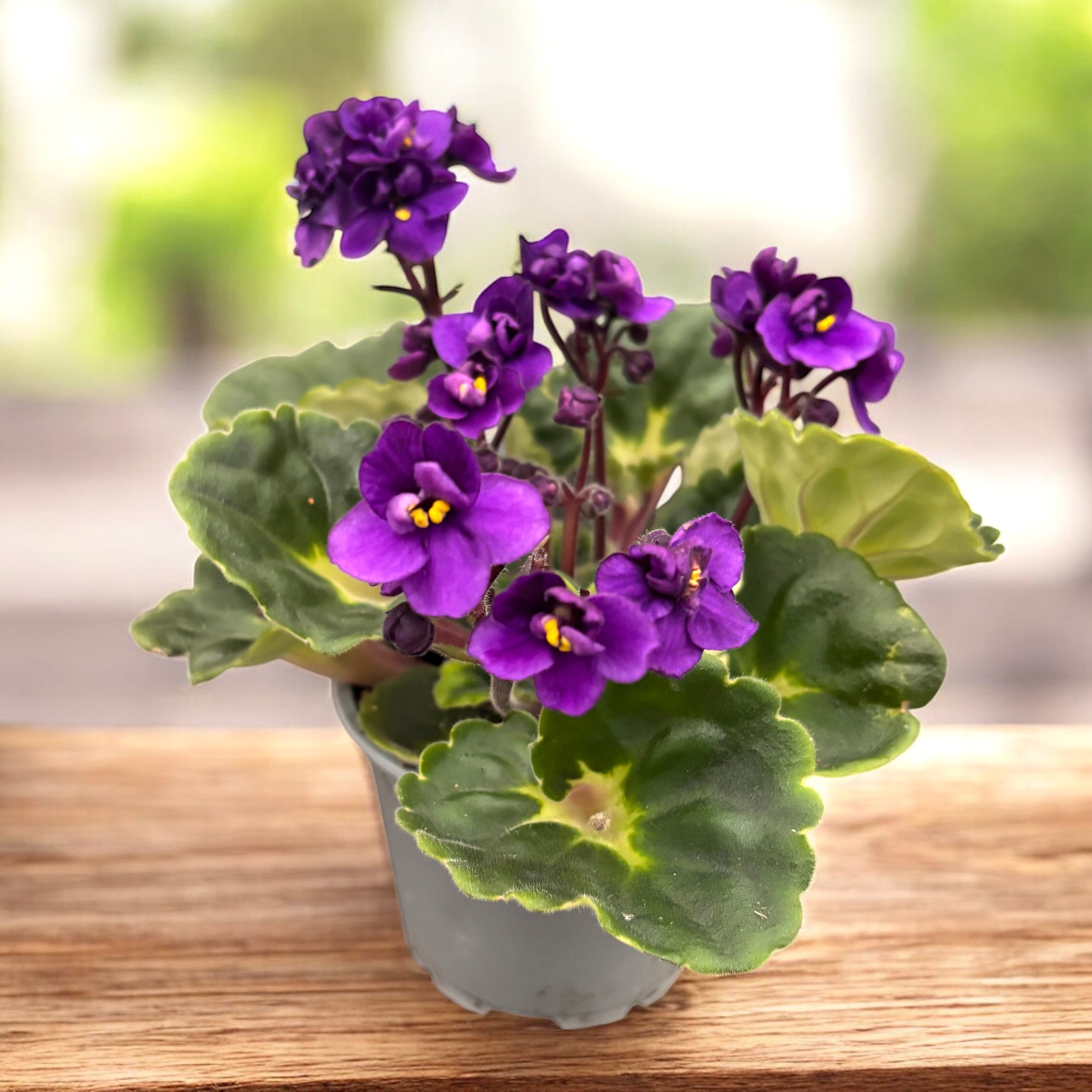 Saintpaulia Rococo Purple - Parma fialová s plnými květy – Secret