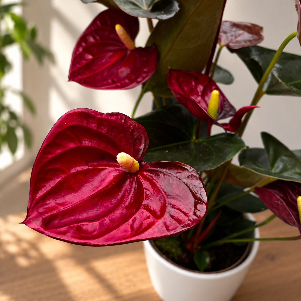 Anthurium Andreanum ‘Delicata’