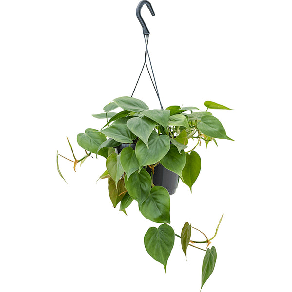 Philodendron scandens - exemplare XL