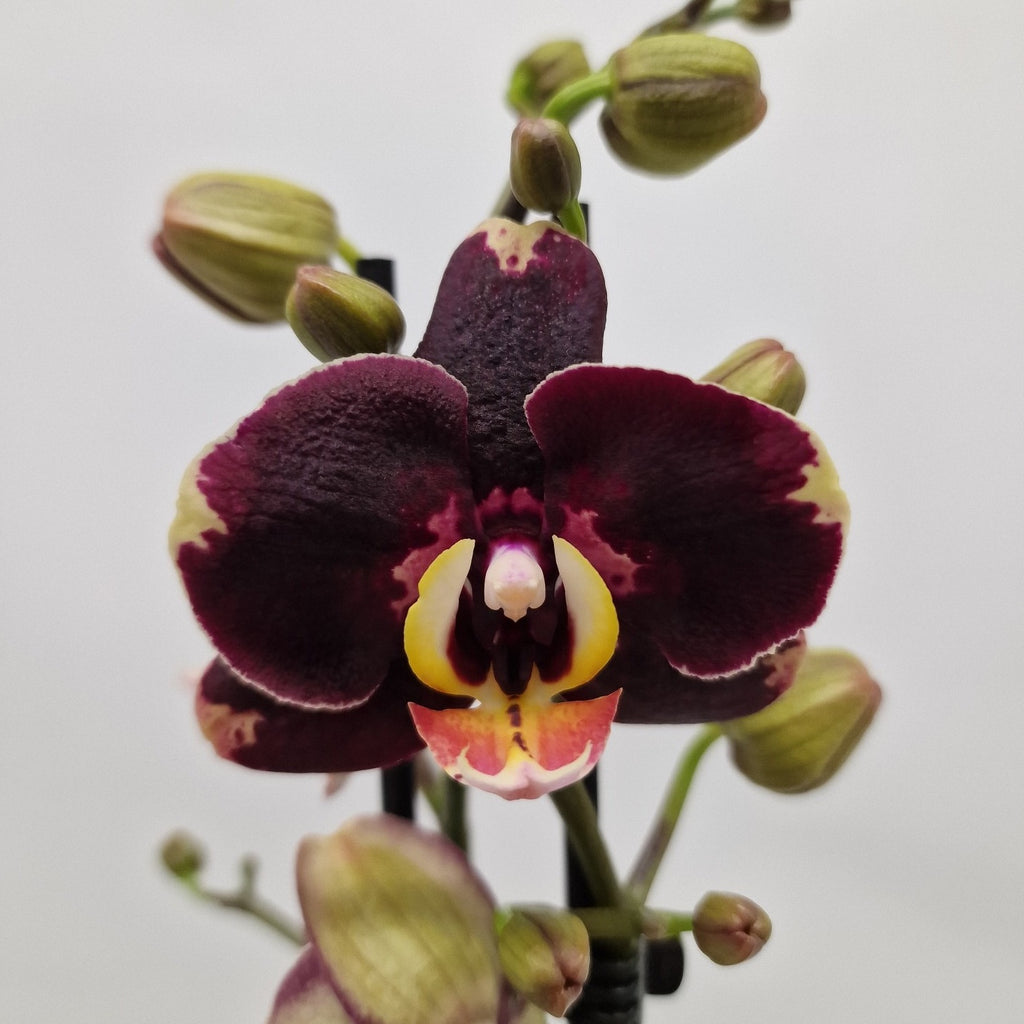 Phalaenopsis Limited #35