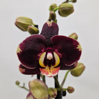Phalaenopsis Limited #35