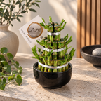 Pyramid bamboo arrangement – Lucky Bamboo / Feng Shui plant