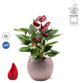 Anthurium Banderola Lava cu masca deco Rose si sistem autoirigare