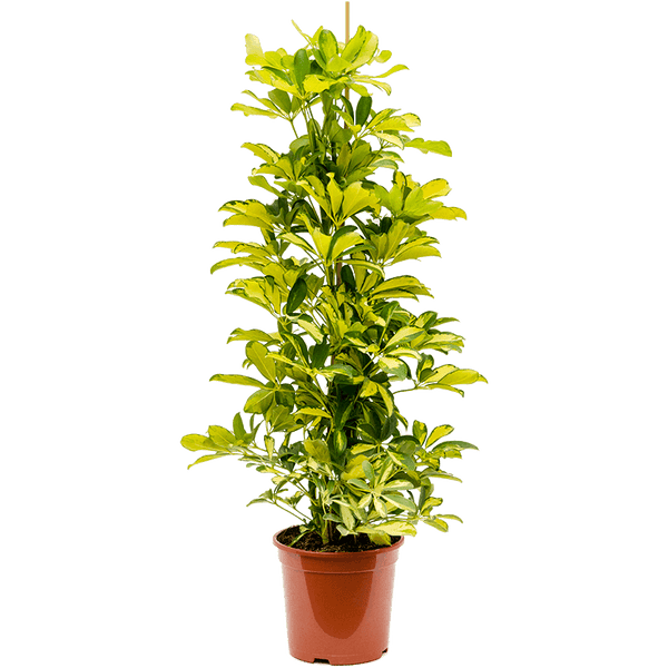 Schefflera arboricola 'Dalton' H100 cm