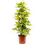 Schefflera arboricola 'Dalton' H100 cm