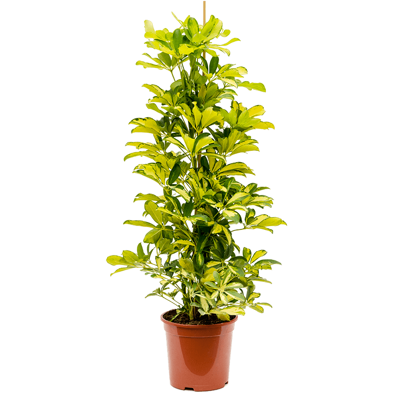 Schefflera arboricola 'Dalton' H100 cm