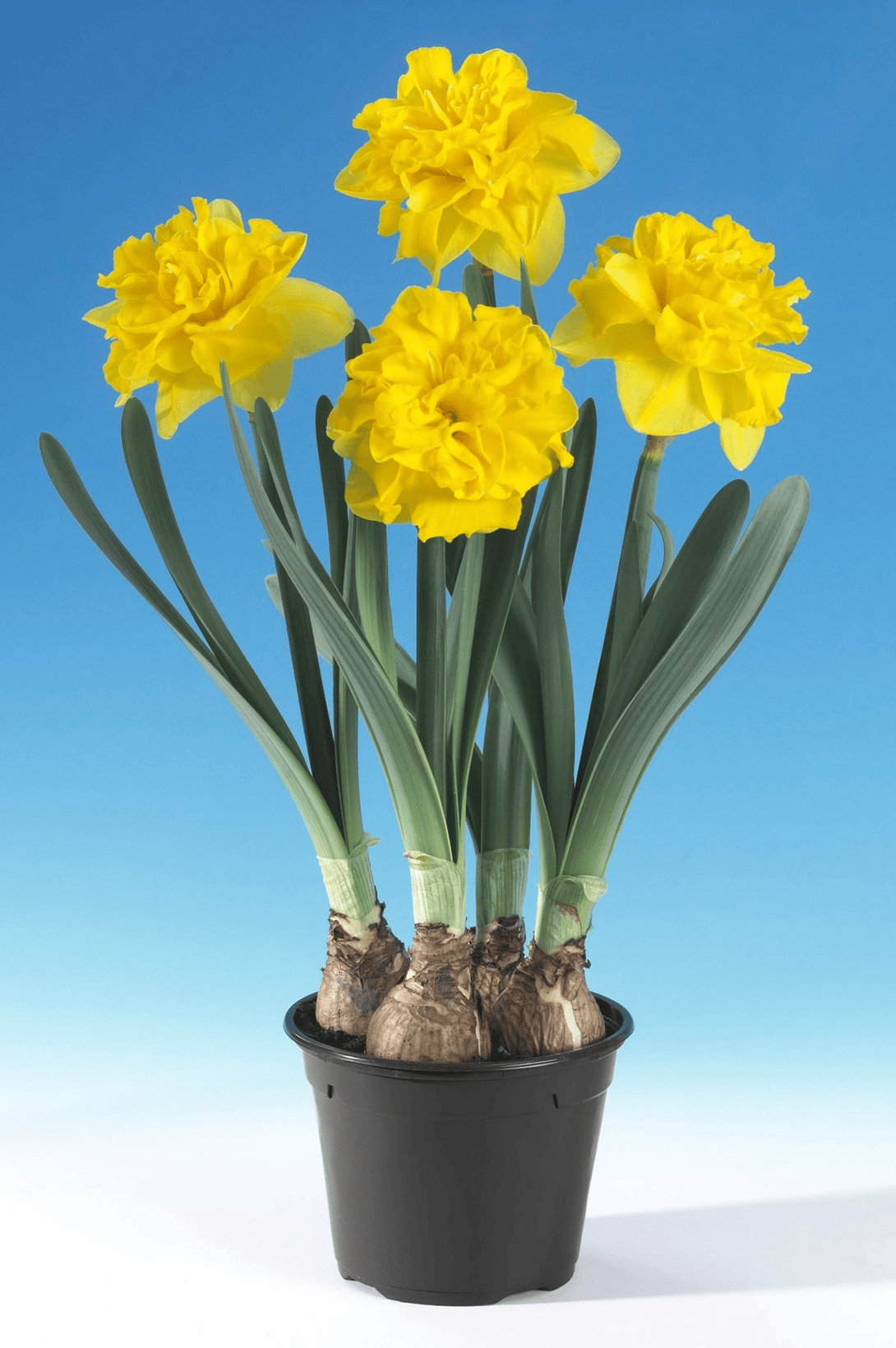 Narcissus 'Double Gold Medal'