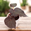 Begonia Taconite