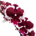 Phalaenopsis Fusheng Čierny páv 'Panda'