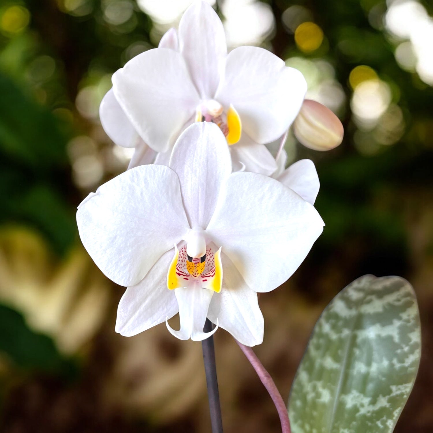 Phalaenopsis philippinensis (Silver Leaves)