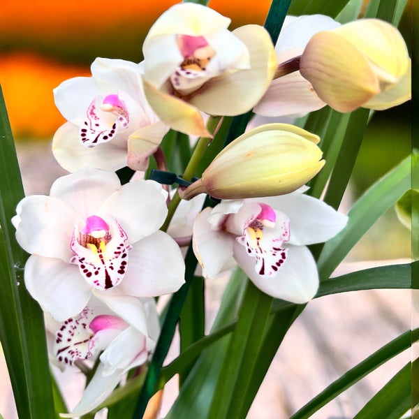 Cymbidium Deepee Seventeen