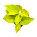 Epipremnum aureum 'Neon' (Neon Pothos) 3pp