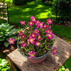 Saxifraga x arendsii 'Marto Rose'