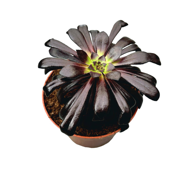 Aeonium arboreum ‘Zwartkop’
(trandafirul irlandez)