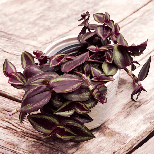 Tradescantia zebrina ‘Purple Passion’