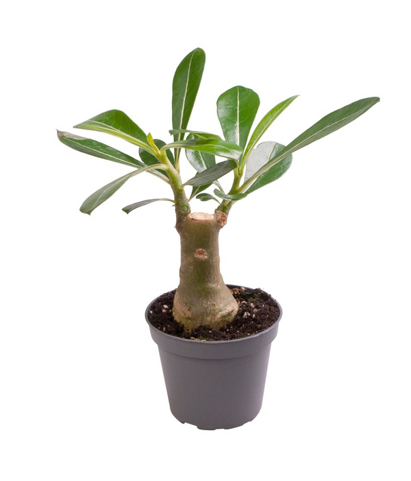 Wüstenrose - Adenium Obesum (Babypflanze)