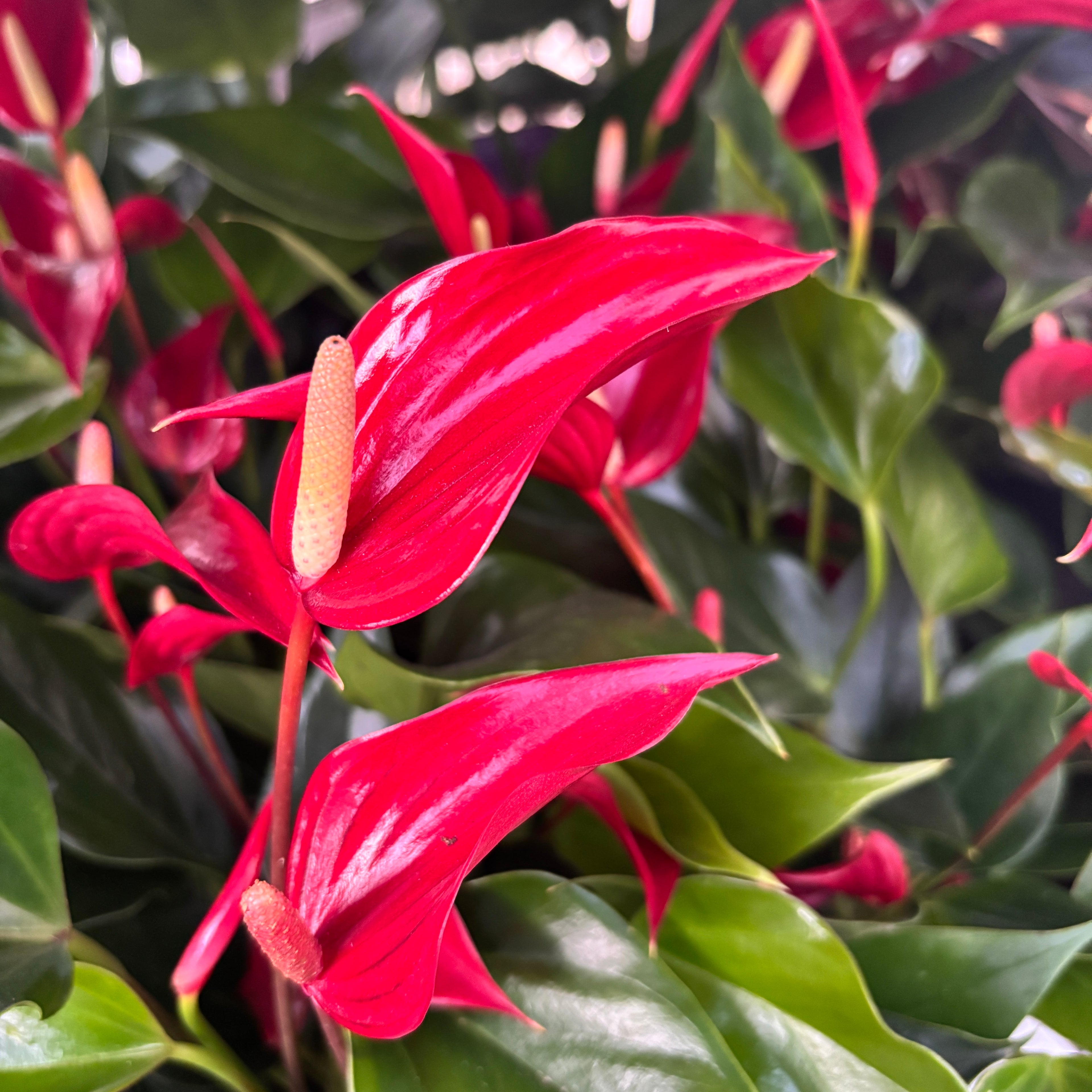 anthurium rouge signification Anthurium Lilli Rouge – Secret Garden Plant Shop