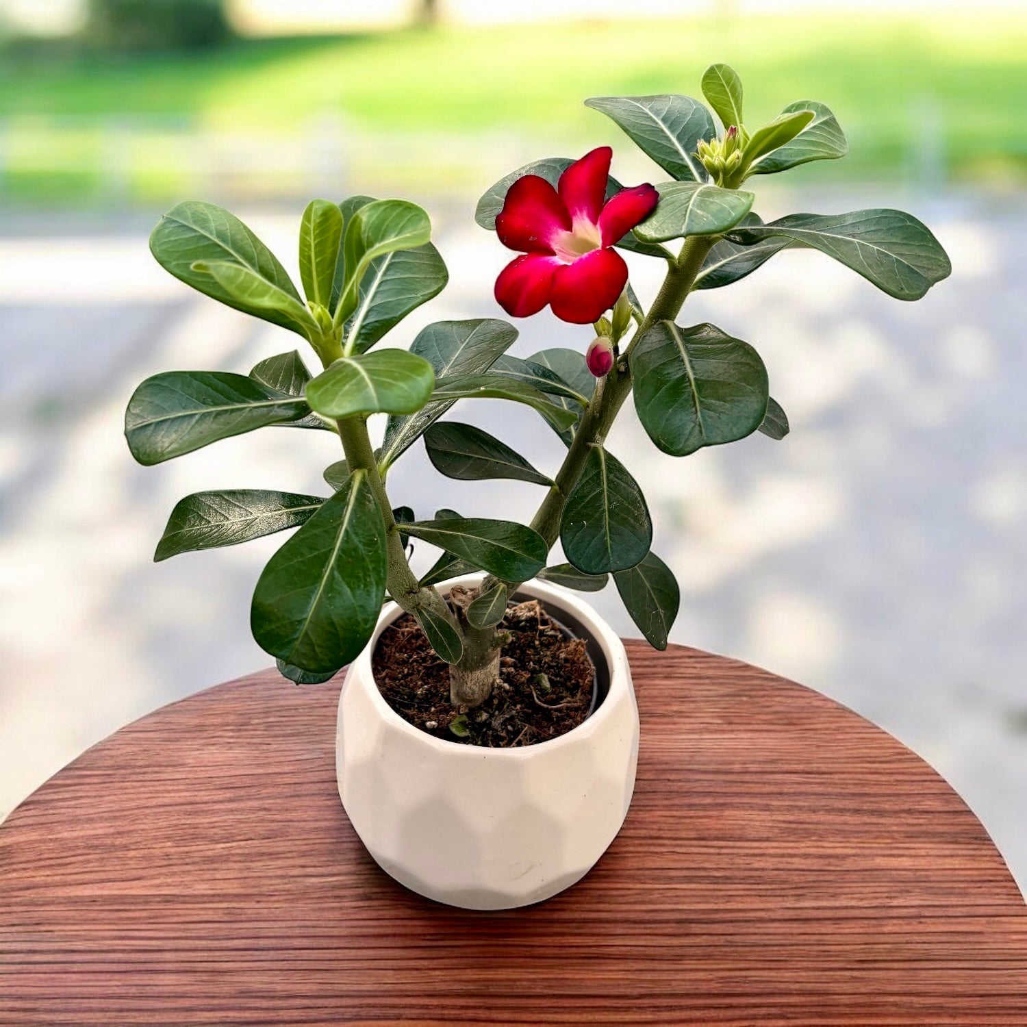 Adenium obesum 'Anouk' (trandafirul desertului) D9