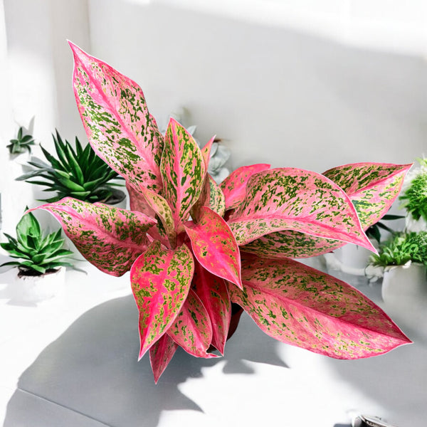 Aglaonema ’Prestige’