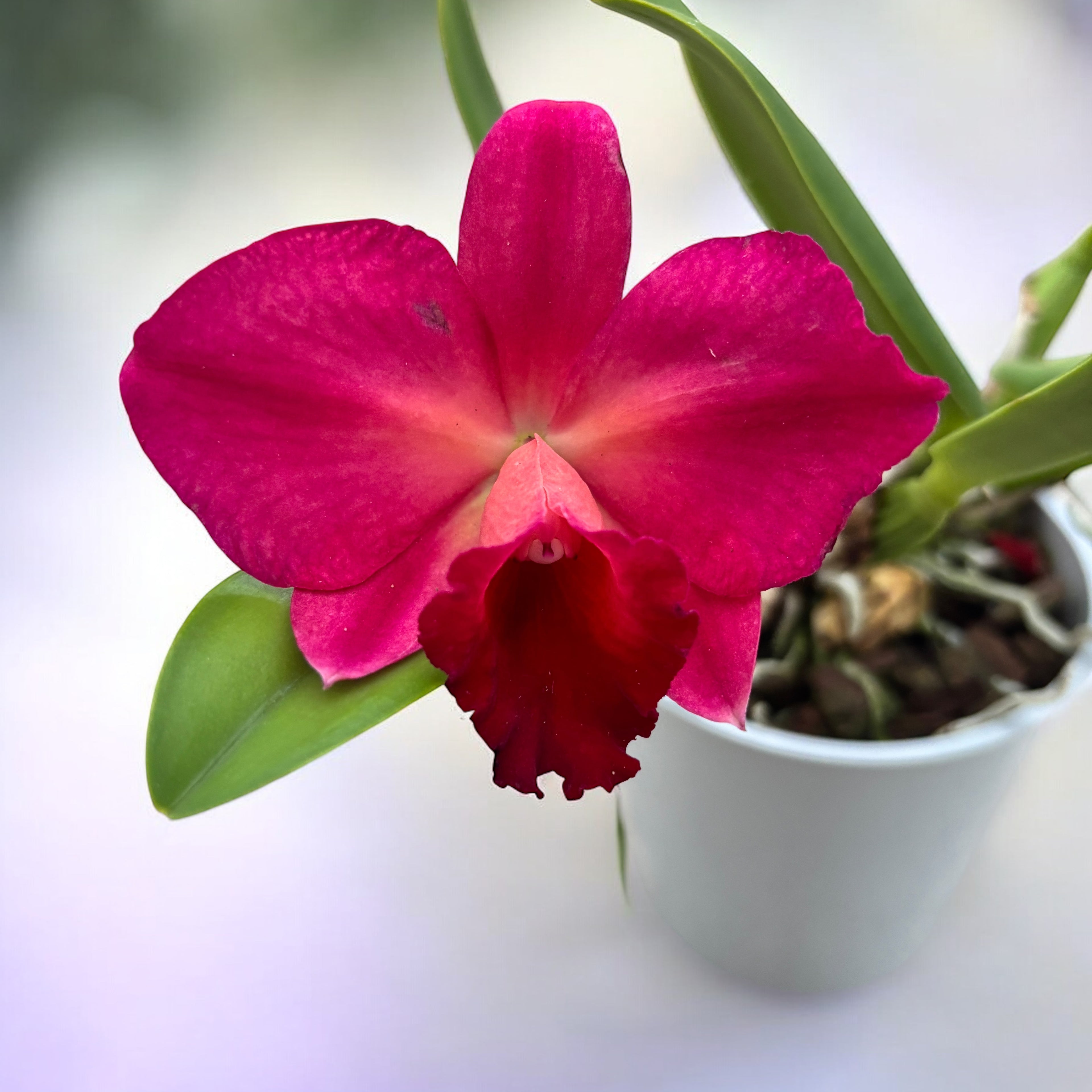 Cattleya n°12