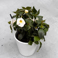 Achimenes ‘Golden Butterfly’ - achimenes cu flori alb-crem