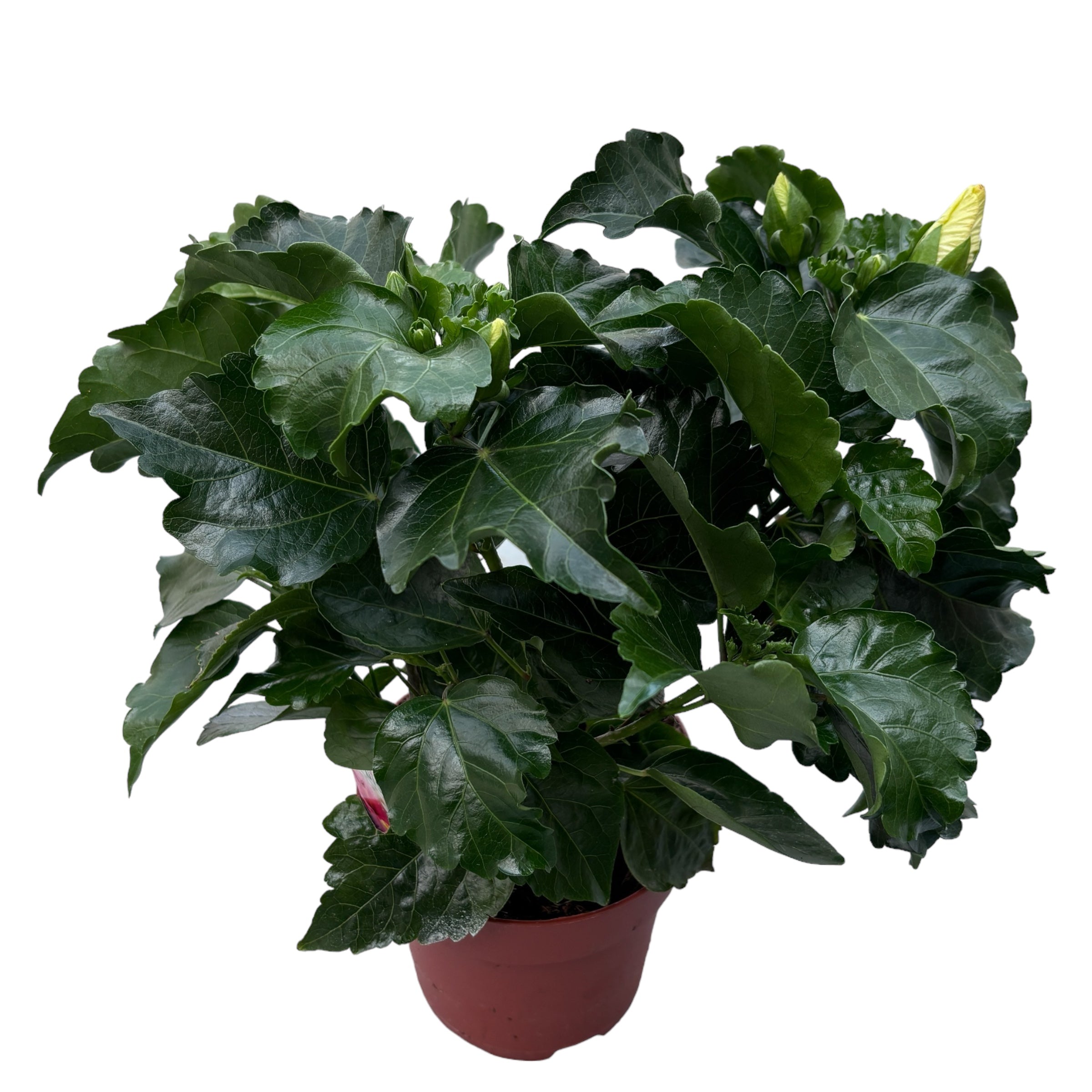 Hibiscus rosa-sinensis ‘Boreas Yellow’ – veliki tropski cvetovi (2 rastlini/vrč)