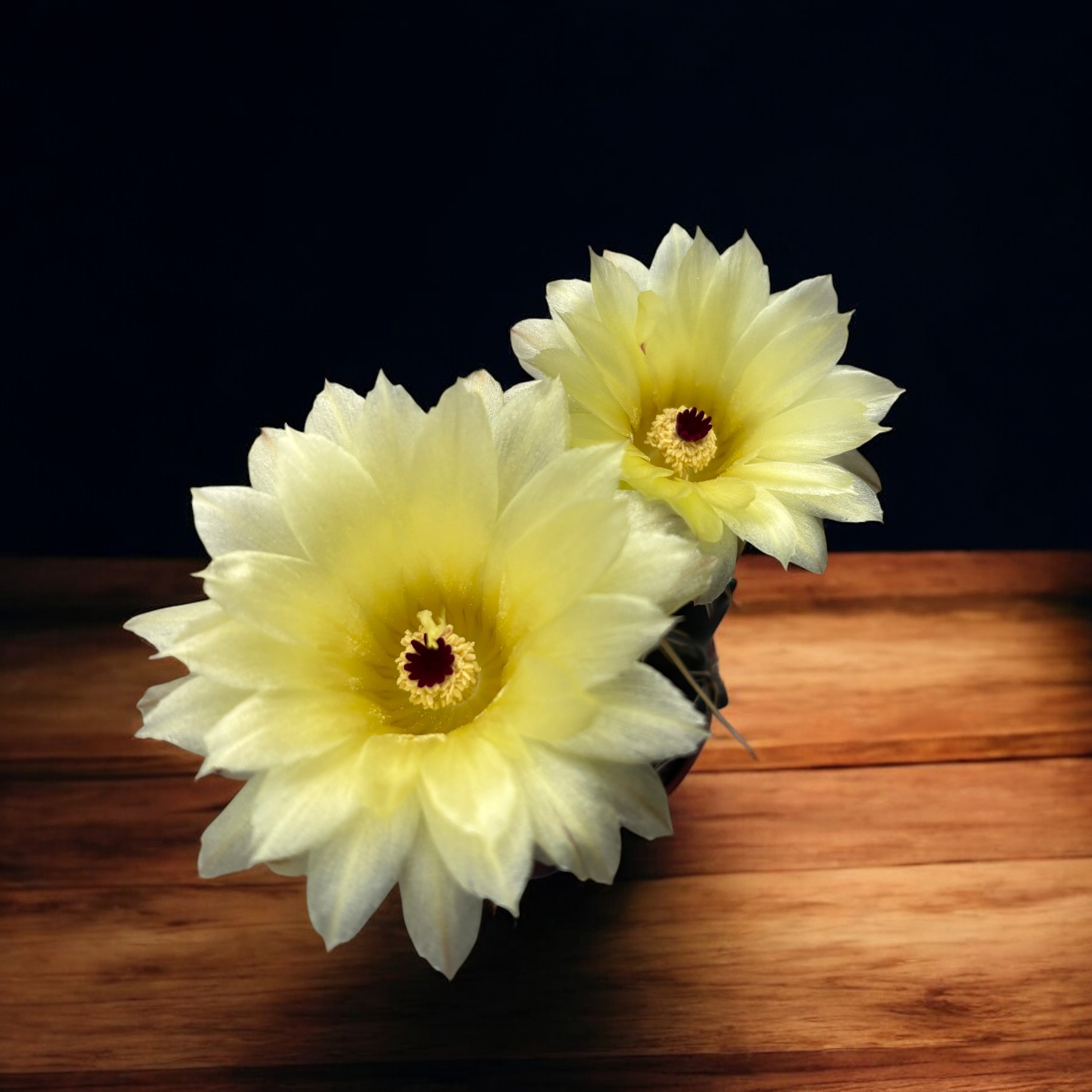 Notocactus mammulosus (Parodia mammulosus)
