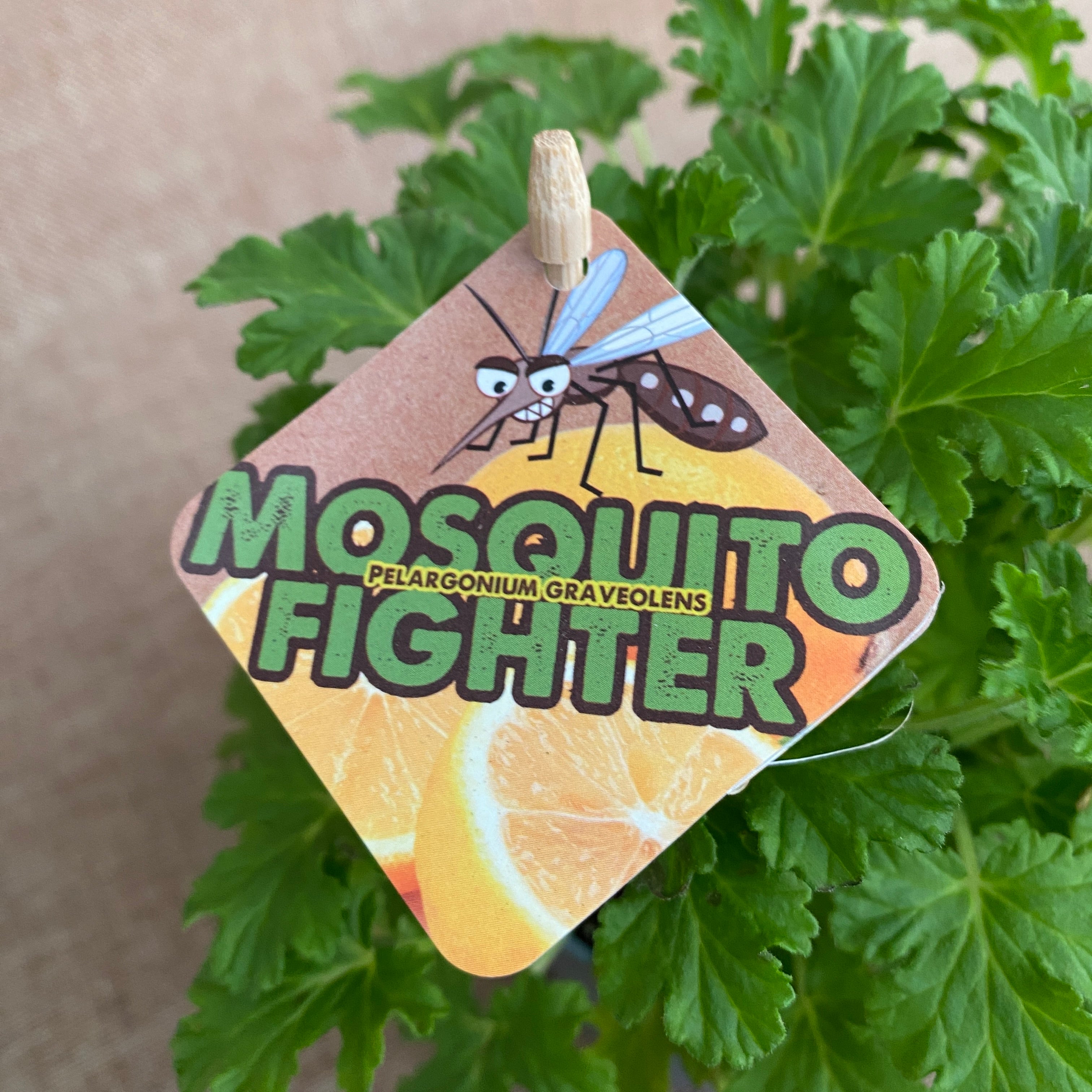 Muscate parfumate antitantari - Pelargonium graveolens 'Citrosa' (indrusaim)