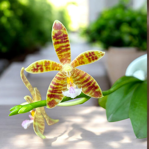 Phalaenopsis Almanis '3045' (mannii × tetraspis)