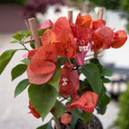 Bougainvillea Orange (floarea de hartie portocalie)