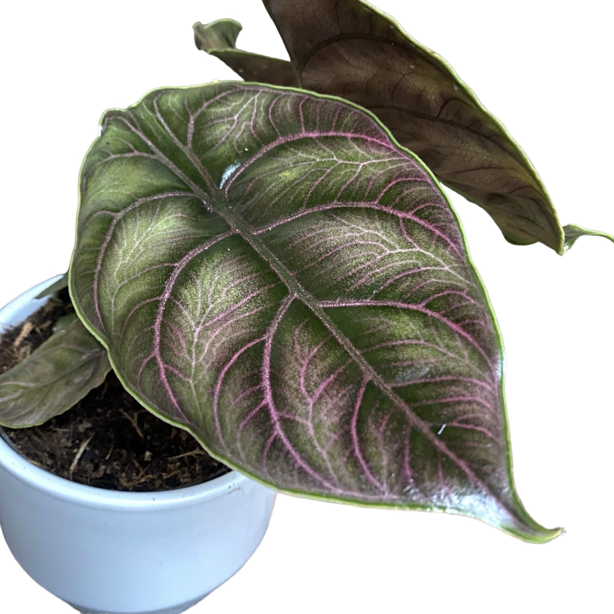 Alocasia azlanii 'Chameleon'