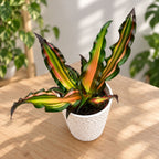 Cryptanthus 'Ti' ('Minnie Belle') - Étoile de Terre à feuilles rayées