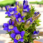 Gentiana scabra 'Rocky Diamond Blue Heart'