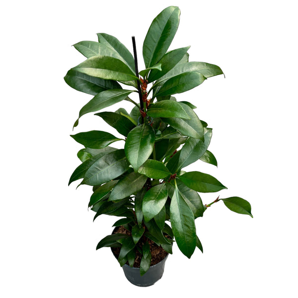 Ficus cyathistipula (Afrikanische Feige) - 3 Pflanzen/Topf