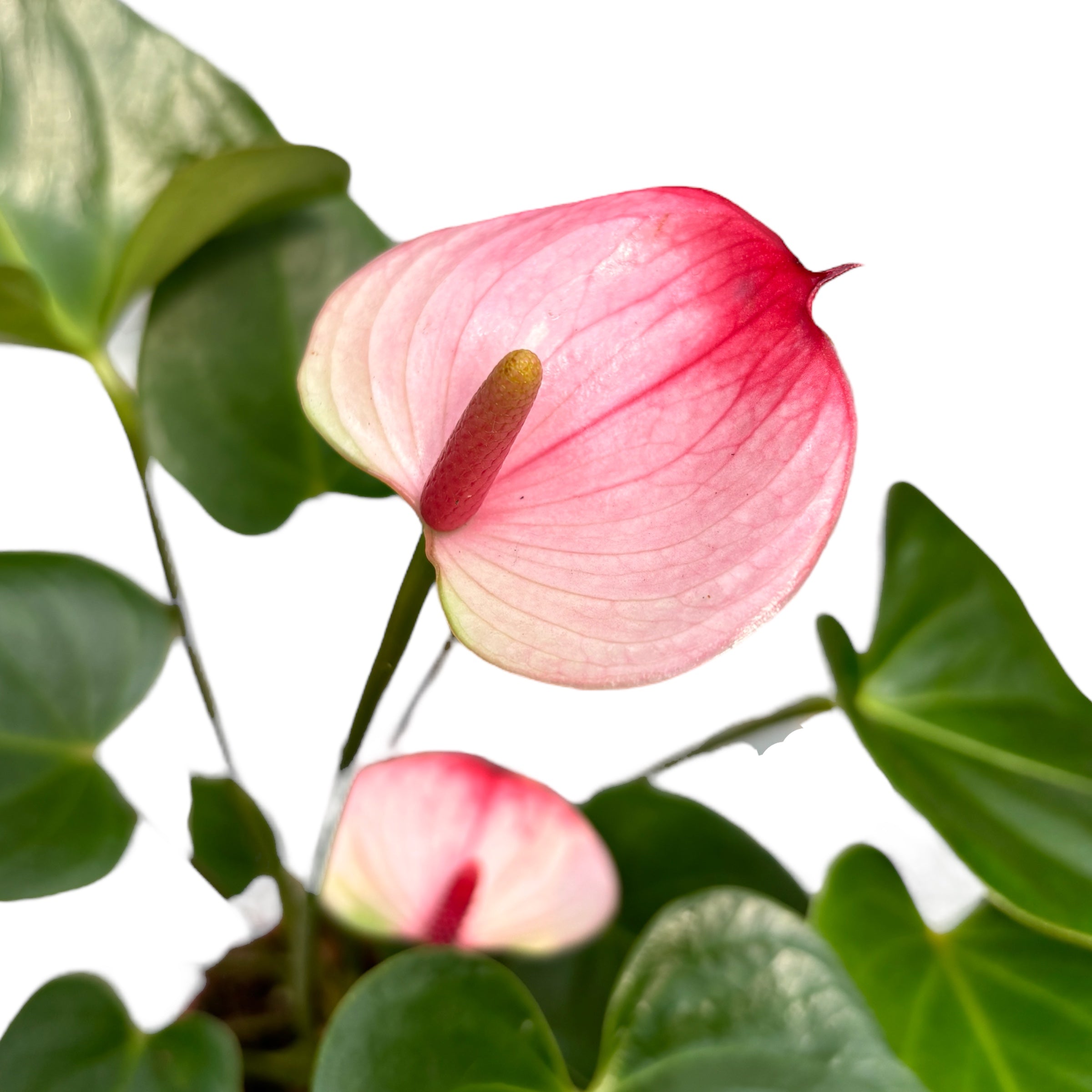 anthurium amalia elegance Anthurium Princess Amalia Elegance (Floarea Flamingo) – Secret Garden Plant Shop