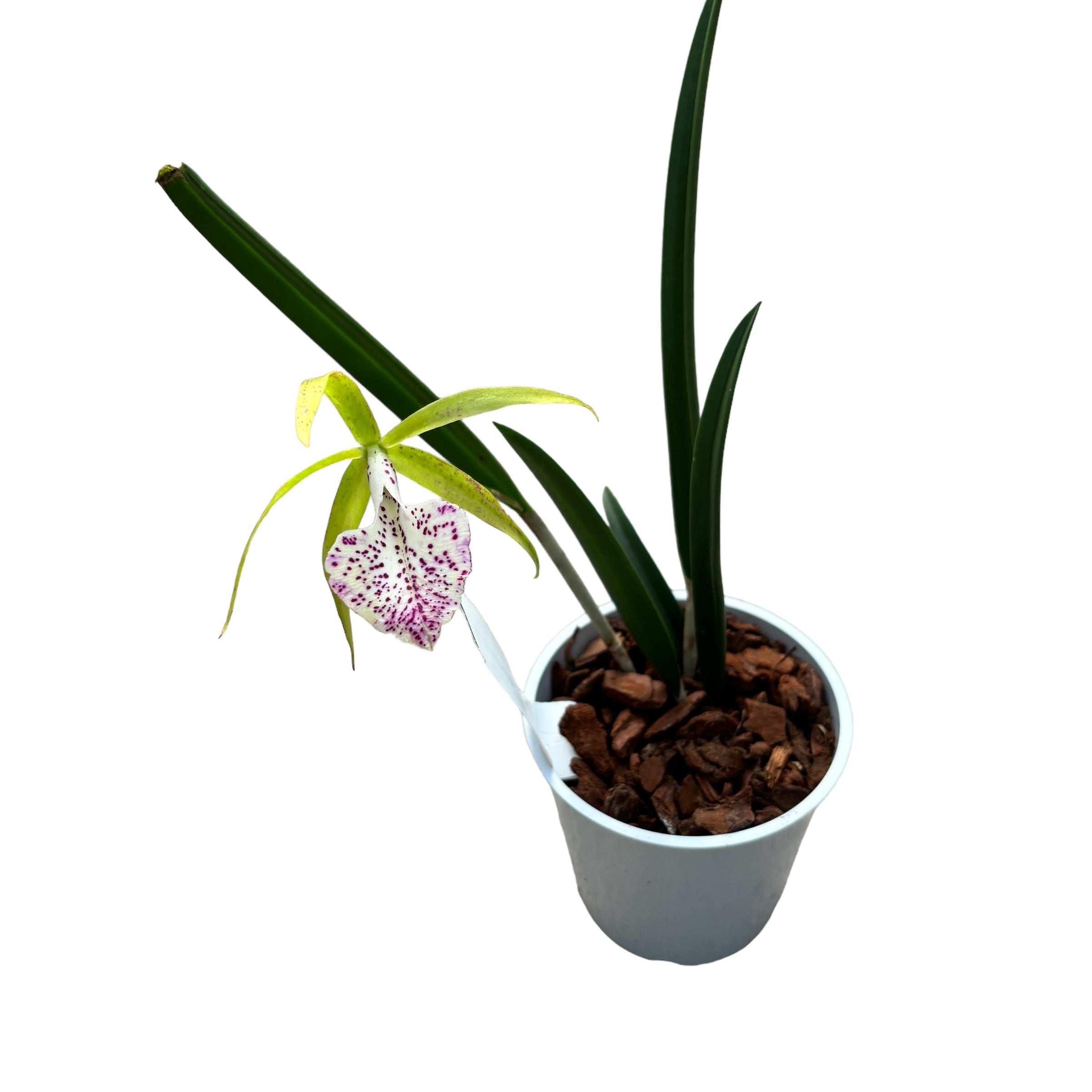 Brassocattleya Nakornpathome Silver (fiori intensamente profumati)