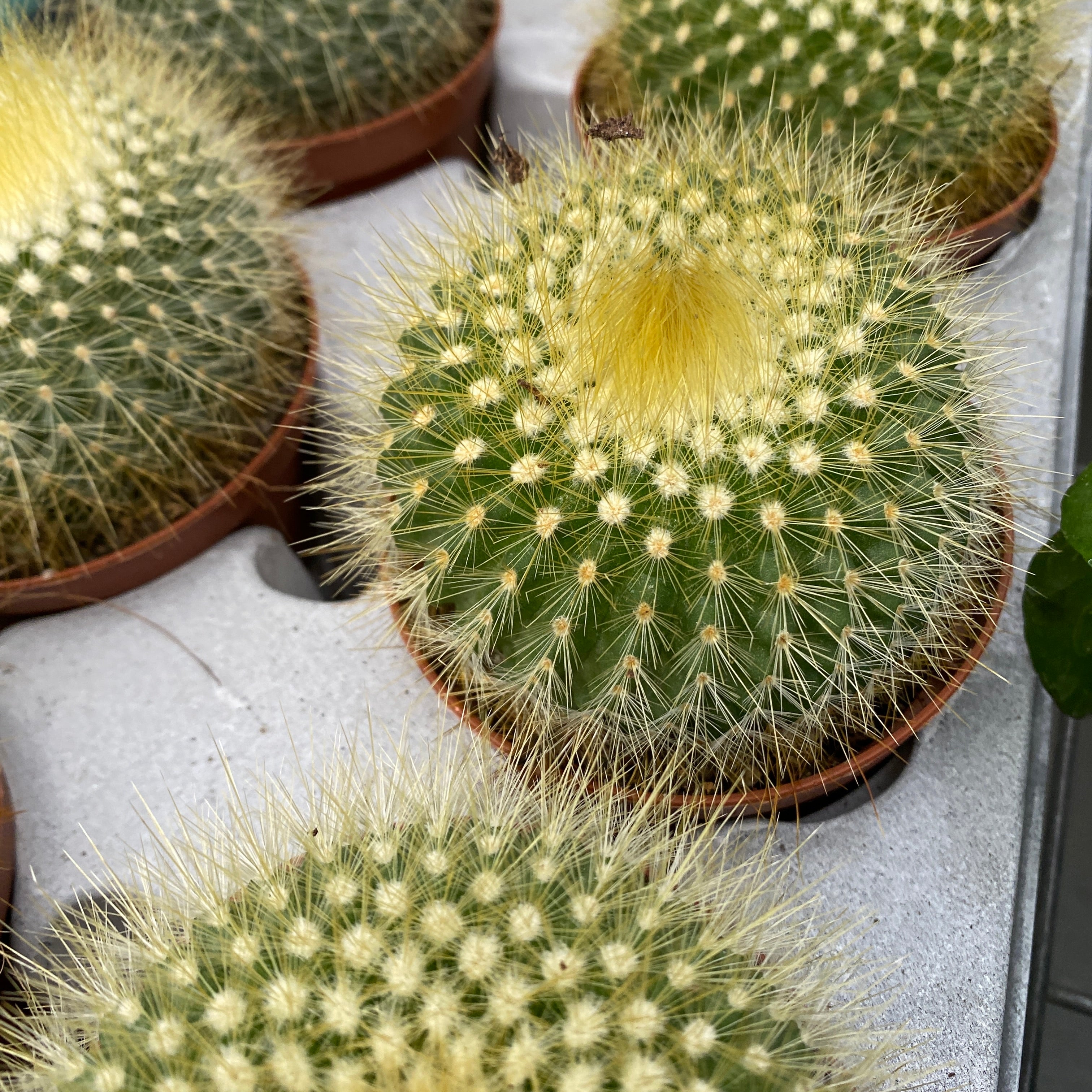 Parodia Chrysacanthion