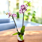 Phalaenopsis Tinkerbell's KizZ big lip