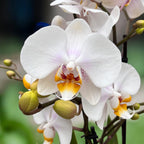 Phalaenopsis Marvellous White - indrukwekkende exemplaren (2 planten/pot)